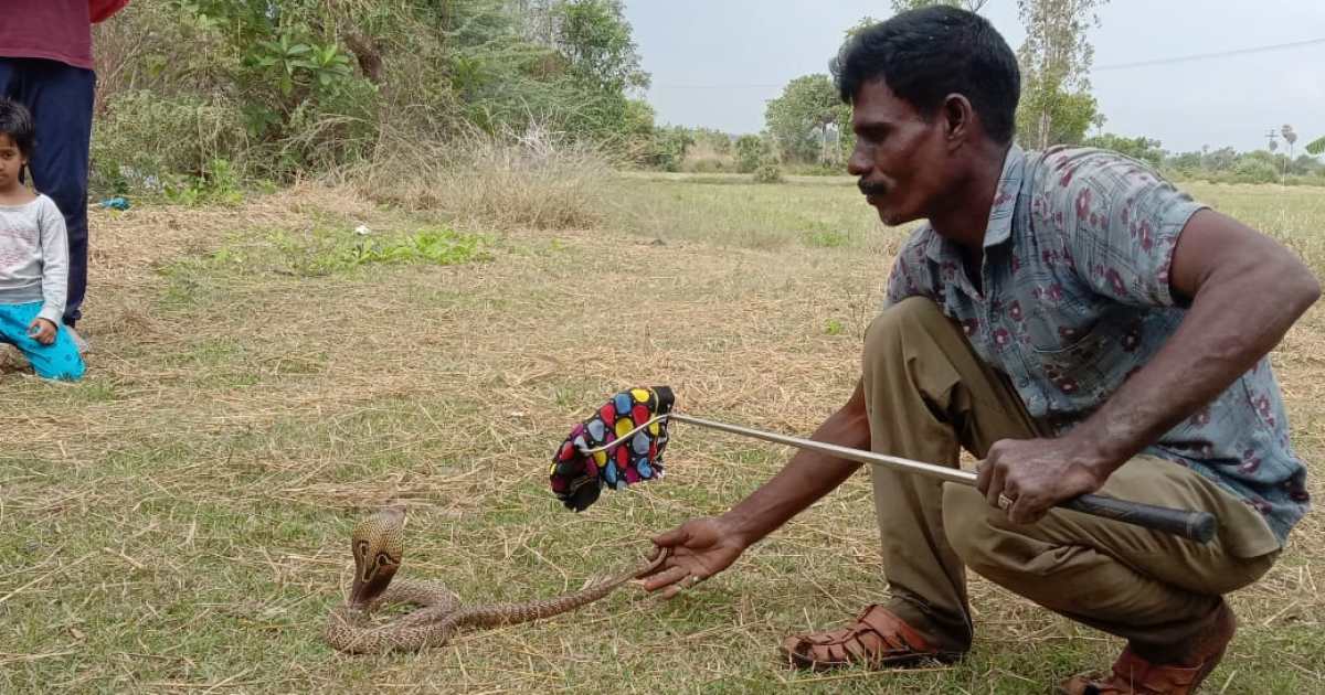 No money for meat, so we eat rats: The Indian snake catcher | Features