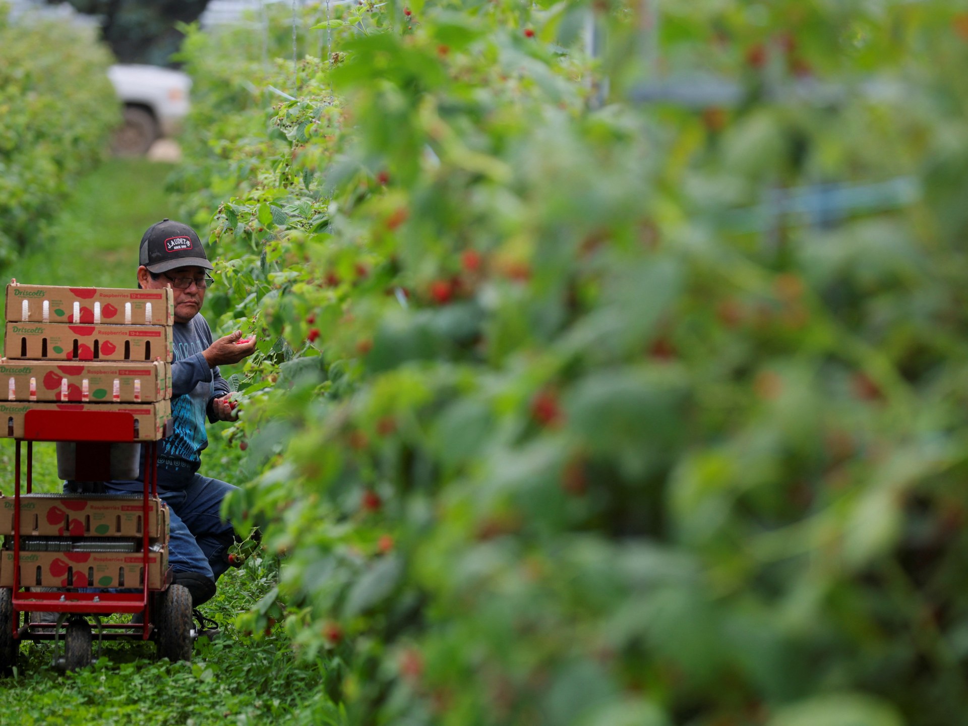 ‘Overtly racist’: Lawsuit challenges Canada’s migrant farmworker system | Workers’ Rights News