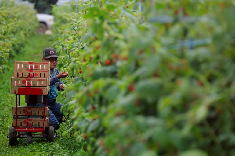 A worker picks raspberries at a farm in Quebec, Canada