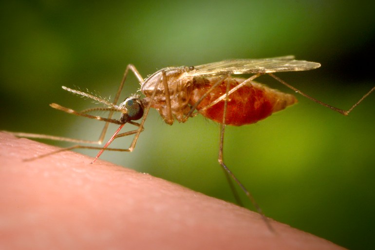 fêmea do mosquito anopheles