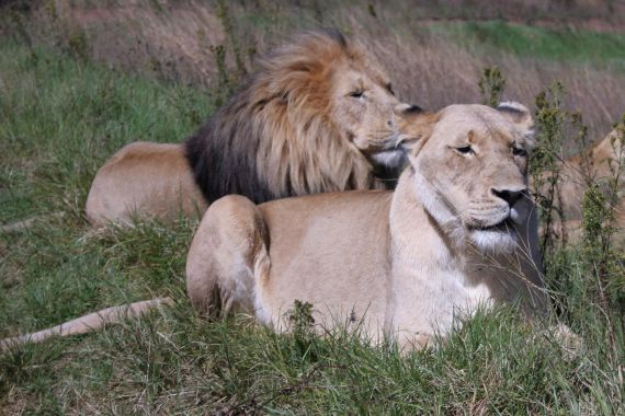 In this Saturday, April 10, 2010 file photon , a lion and lioness lay alongside one another in the Lion and Rhino Reserve near Johannesburg.