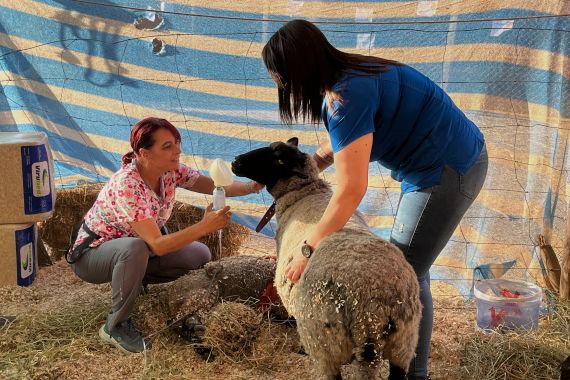 One person steadies a sheep while another prepares to put a medical mask on its snout.