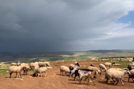 Animals graze in Mughayer al-Deir in the occupied West Bank [Al Jazeera staff]