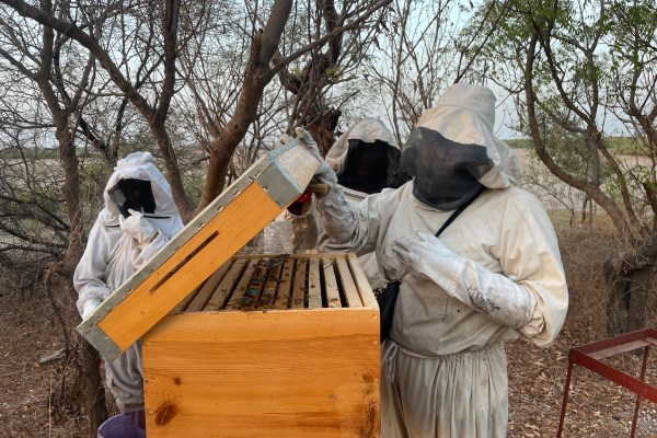 Пчеларите от Sine Saloum: Как изцяло женският екип се грижи за сенегалските мангрови дървета