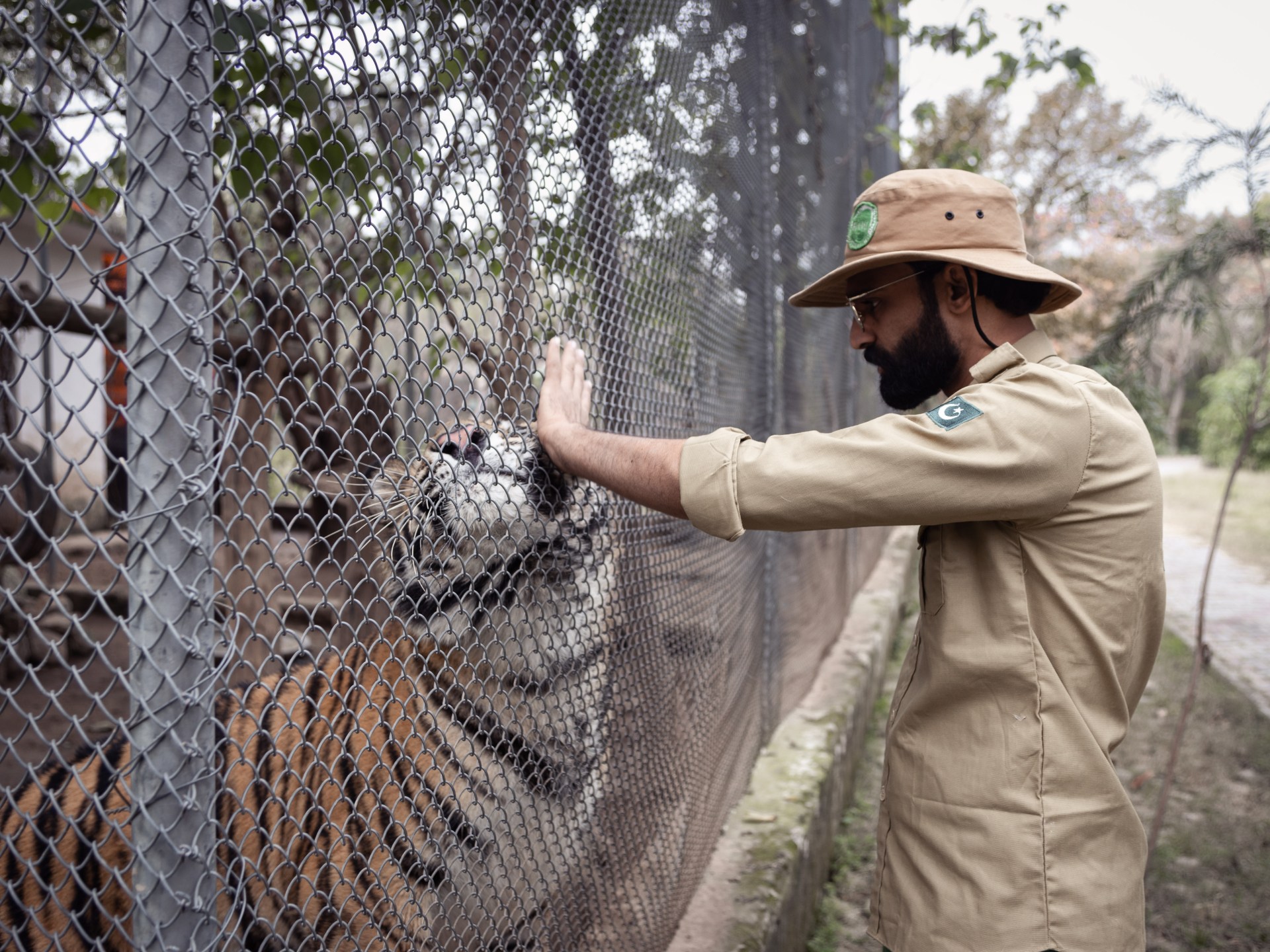 Saving Baboo the baby tiger: Inside Pakistan’s zoo-turned-rescue centre | Wildlife