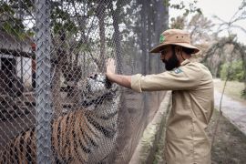 IWMB ranger Anees Hussain greets Baboo, a rescued Bengal tiger, at the Margalla Wildlife Rescue Centre [Ana Norman Bermudez/Al Jazeera]
