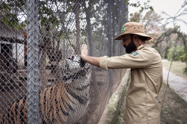 Спасяването на бебето тигър Бабу: В зоологическата градина на Пакистан, превърната в спасителен център