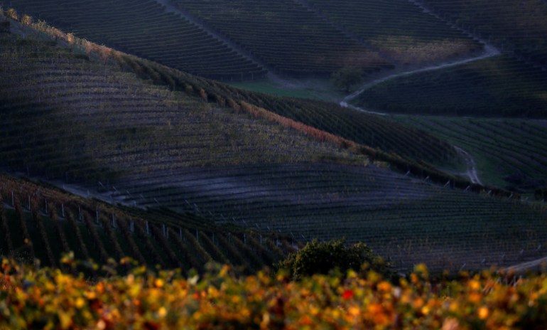 Vineyards are seen in Barolo, Italy, October 19, 2018. REUTERS/Stefano Rellandini