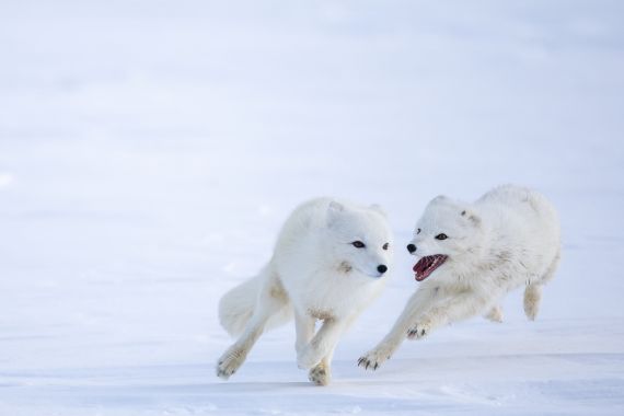 A female and a male white Arctic fox play after mating inside their enclosure, at the Arctic Fox Captive Breeding Station run by Norwegian Institute for Nature Research (NINA) near Oppdal, Norway, March 23