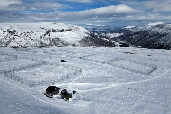 Snowmobile tracks are seen around the enclosures at the Arctic Fox Captive Breeding Station run by Norwegian Institute for Nature Research (NINA), near Oppdal, Norway, March 23