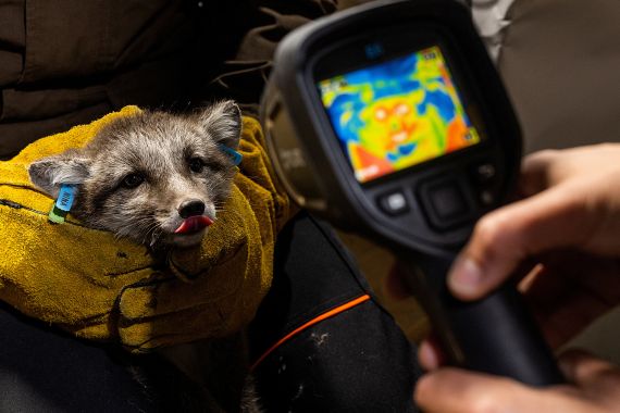 Researchers take a photo with a thermographic camera of a white Arctic fox pup, during a medical check-up at the Arctic Fox Captive Breeding Station run by Norwegian Institute for Nature Research (NINA) near Oppdal, Norway, July 25