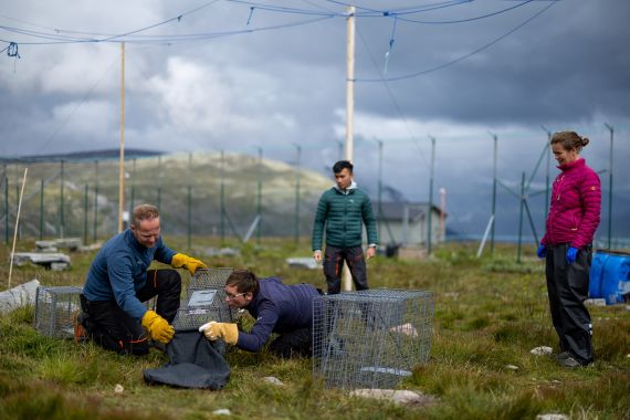 Conservation biologists Craig Jackson, Kristine Ulvund, Kang Nian Jap and veterinarian Marianne W. Furnes trap Arctic fox pups to perform a medical check-up, at the Arctic Fox Captive Breeding Station run by Norwegian Institute for Nature Research (NINA) near Oppdal, Norway, July 26