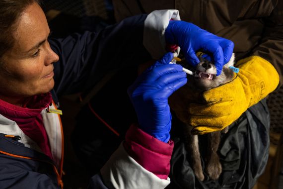Veterinarian Marianne W. Furnes feeds parasite medication to a white Arctic fox pup, during a medical check-up at the Arctic Fox Captive Breeding Station run by Norwegian Institute for Nature Research (NINA) near Oppdal, Norway, July 25