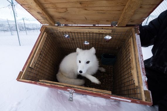 A male white Arctic fox sits inside a wooden box as it arrives back to an enclosure at the Arctic Fox Captive Breeding Station run by Norwegian Institute for Nature Research (NINA) near Oppdal, Norway, February 4
