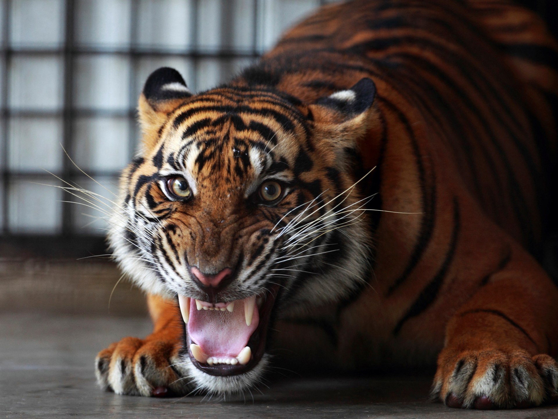 Indonesia hunts ‘extinct’ Javan tiger