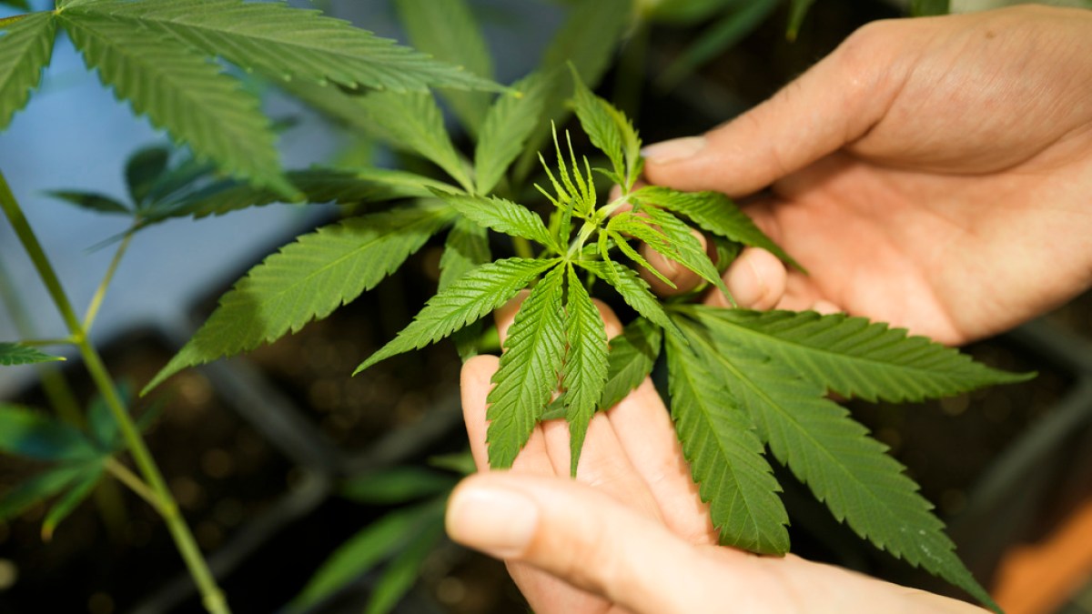 Germany legalises cannabis possession for personal use from April | Drugs News