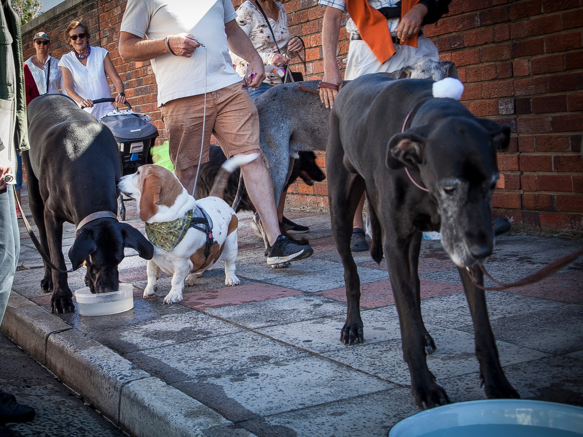 Why scores of dogs will honour a Great Dane in Cape Town this weekend | News
