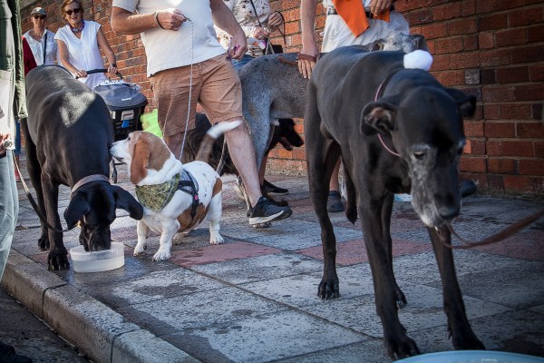 Защо десетки кучета ще почетат немски дог в Кейптаун този уикенд