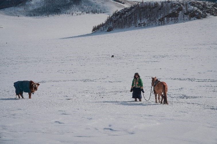 a person guides an animal through the snow in the mountains
