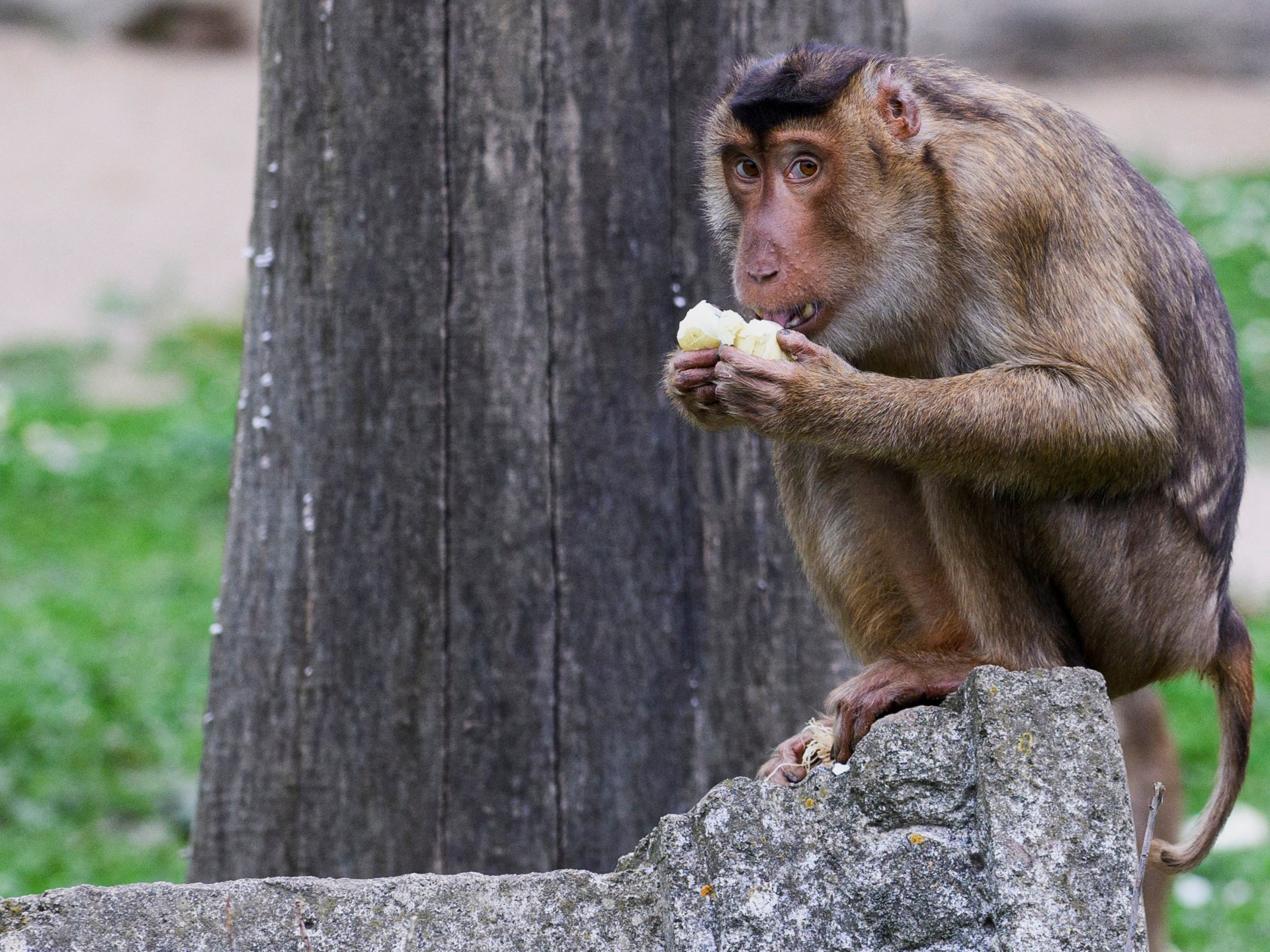 Primo caso di infezione da virus della scimmia a Hong Kong: cosa sappiamo del virus B?  |  Notizie sulla salute