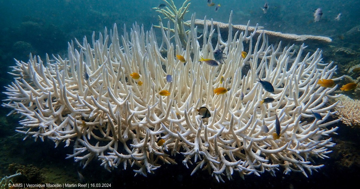 World’s coral reefs face global bleaching crisis | Climate Crisis
