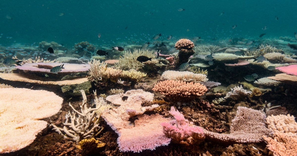 Coral reefs around the world experiencing mass bleaching, scientists say | Climate News
