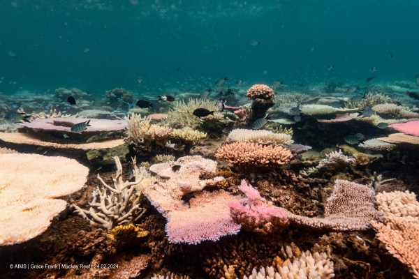 Кораловите рифове по света са подложени на масово избелване, казват учени