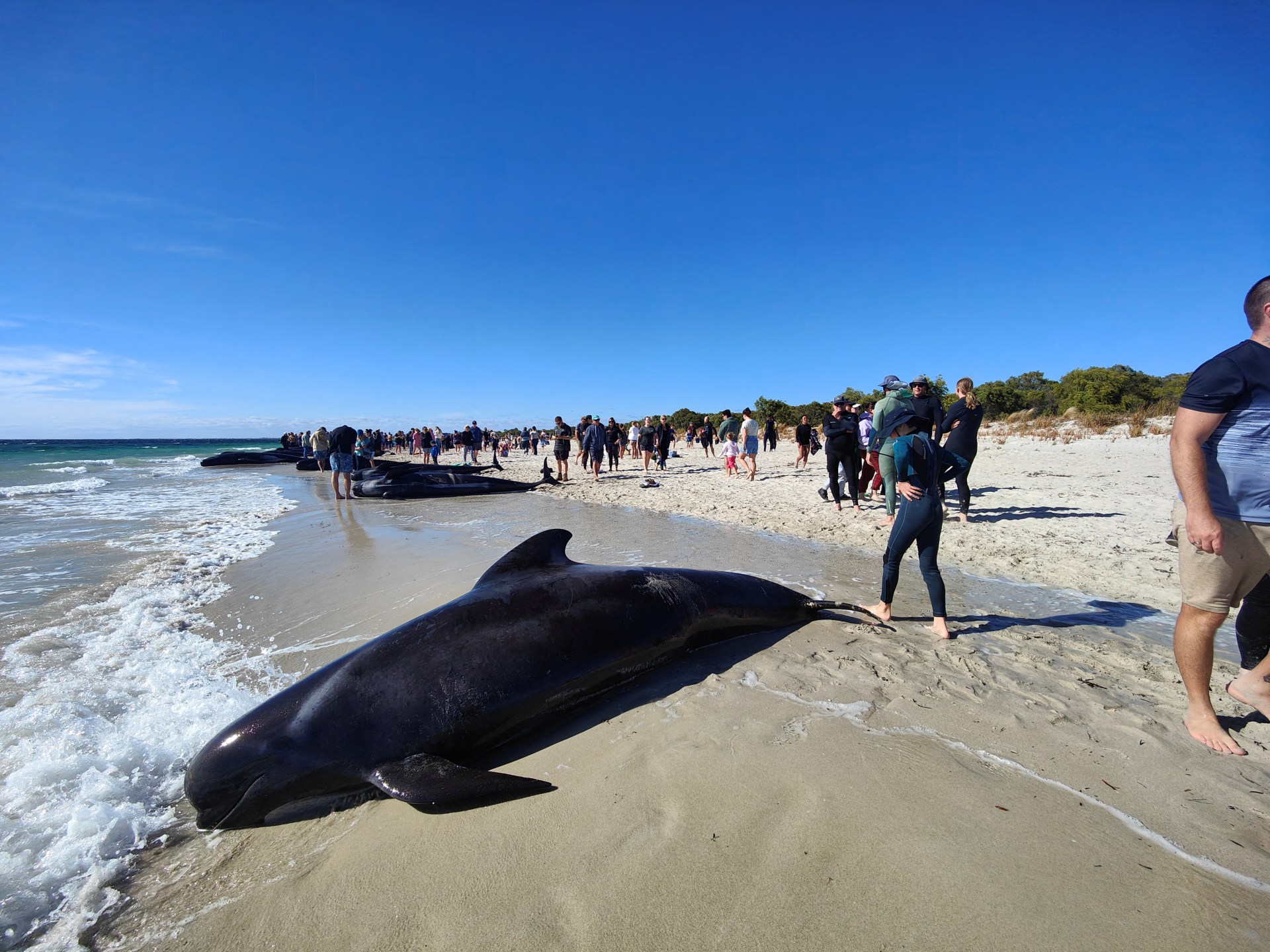 Many pilot whales die, dozens rescued after mass stranding in Australia