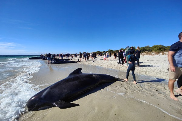 Много пилотски китове умират, десетки са спасени след масово засядане в Австралия