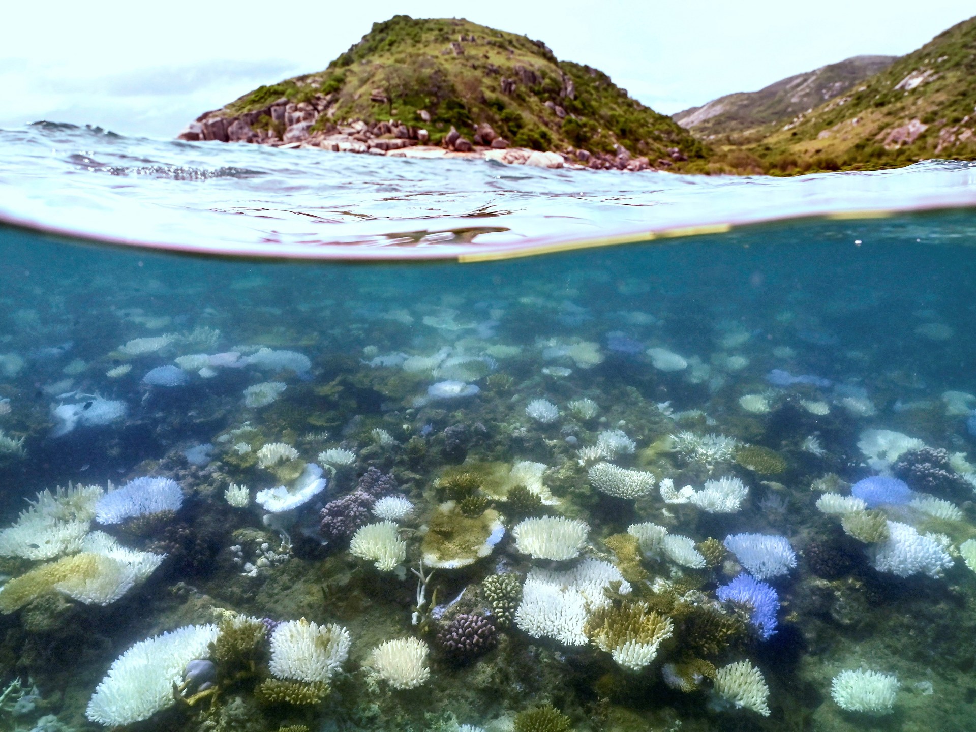 La Grande Barrière de corail australienne subit le pire blanchissement jamais enregistré |  Actualités de l'environnement