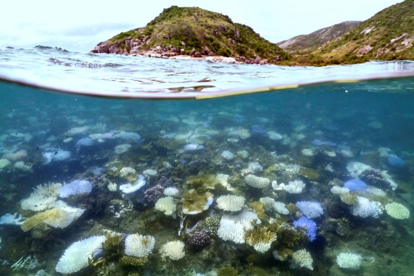 Големият бариерен риф в Австралия, който се простира на около