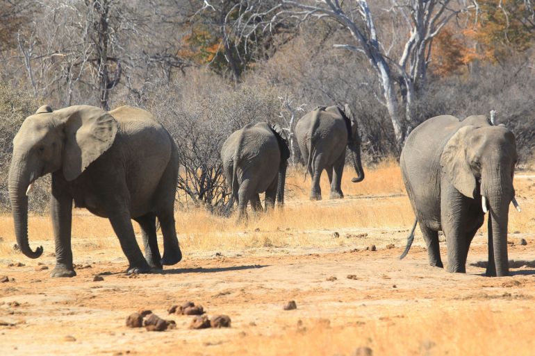 Elephants roam in the Hwange Game Reserve, Zimbabwe
