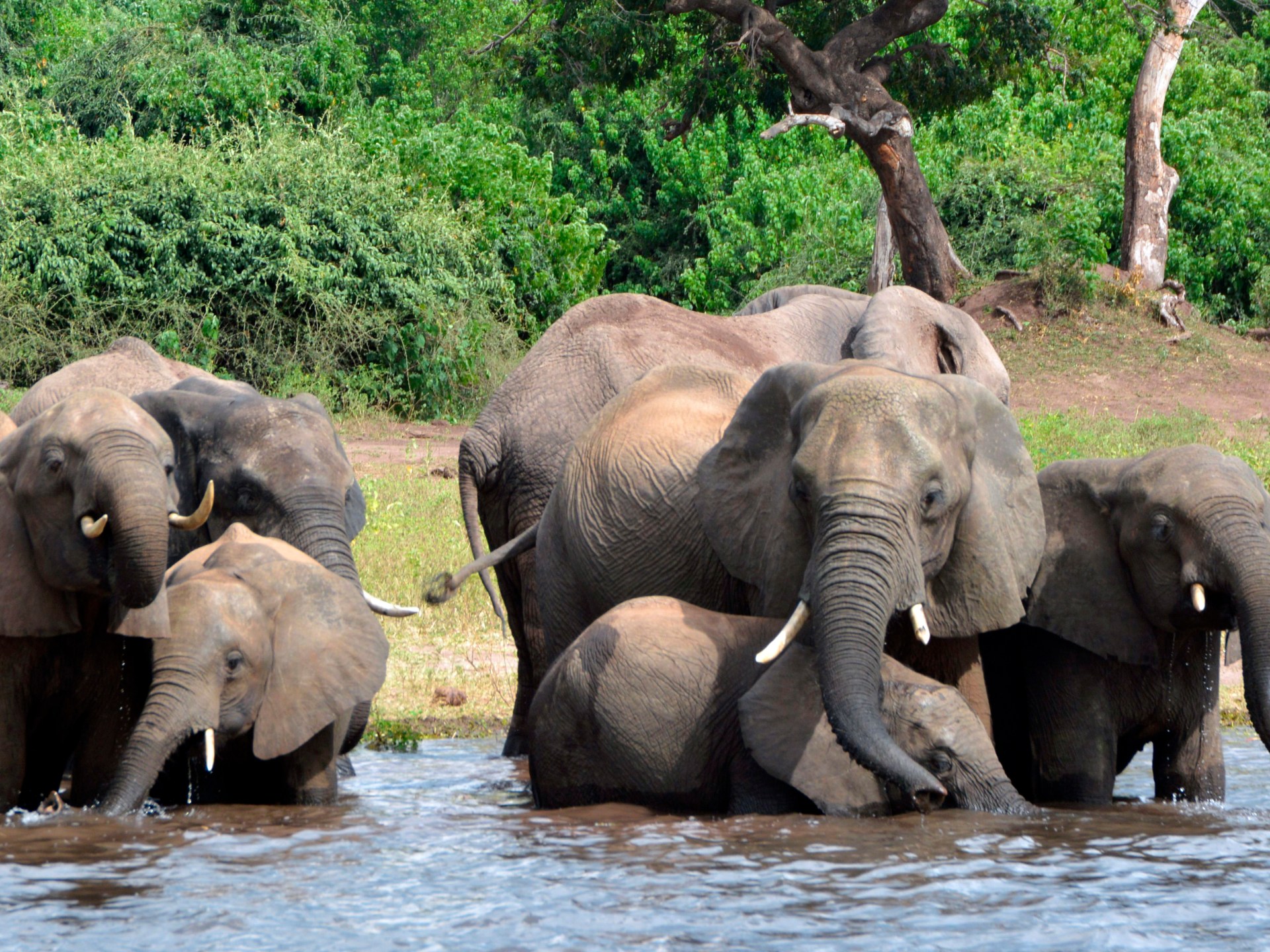 Elephant in the room: Why Botswana, Namibia want fewer of the gentle giants | Wildlife
