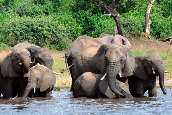 Слон в стаята: Защо Ботсвана и Намибия искат по-малко от нежните гиганти
