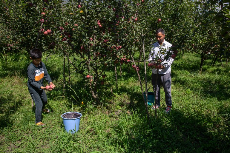 Kashmiris harvest apples at an orchard on the outskirts of Srinagar, Indian controlled Kashmir, Tuesday, Sept. 8, 2020. Kashmir's apple orchards, that provides a livelihood for nearly half the region's 8 million people, has suffered losses because of the coronavirus pandemic. (AP Photo/ Dar Yasin)