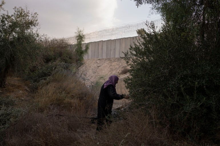 a man collects olives near a concrete security fence with barbed wire on top