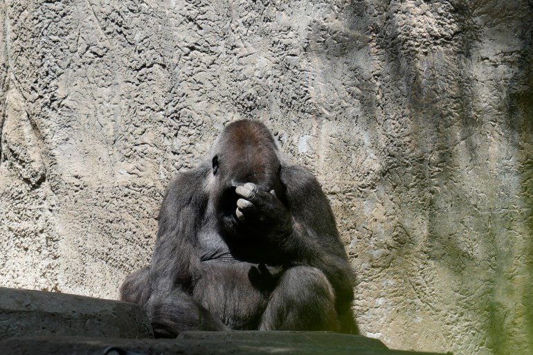 A gorilla sits in an enclosure as the sun returns at the Fort Worth Zoo after a total solar eclipse Monday