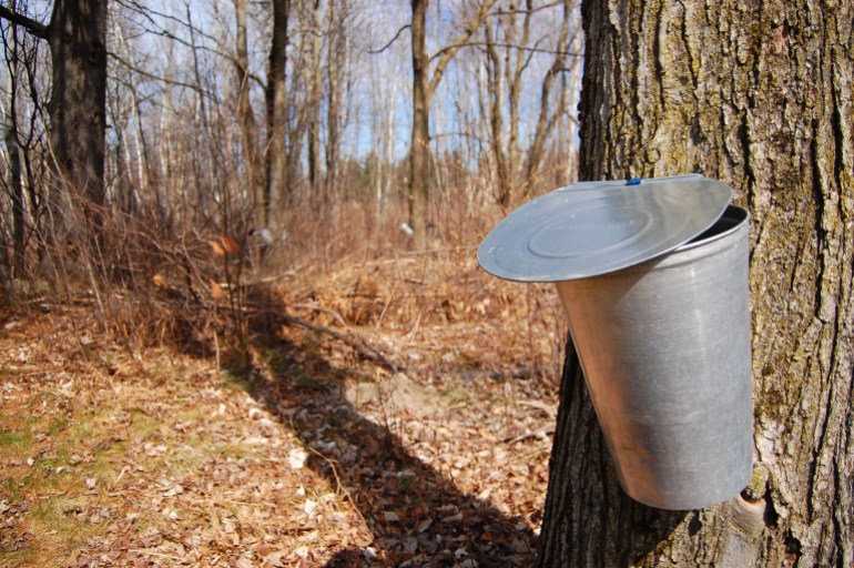 A bucket affixed to a maple tree in Saint-Urbain-Premier, Quebec, Canada