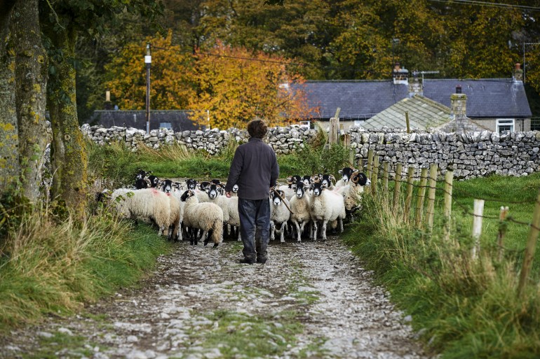 British sheep farmer