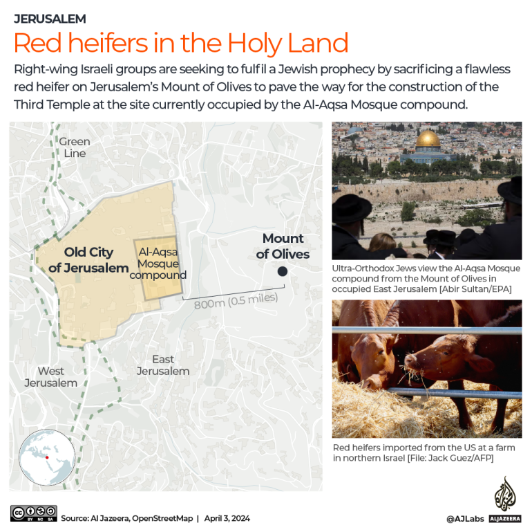Red Heifer Jerusalem Al Aqsa Mosque interactive Al Jazeera