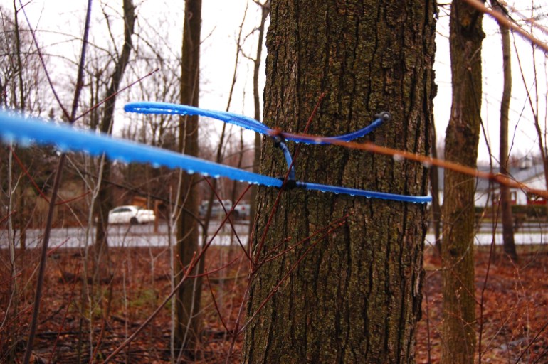 Blue tubing runs between maple trees in a grove used in maple syrup production, in Mont-Saint-Gregoire, Quebec