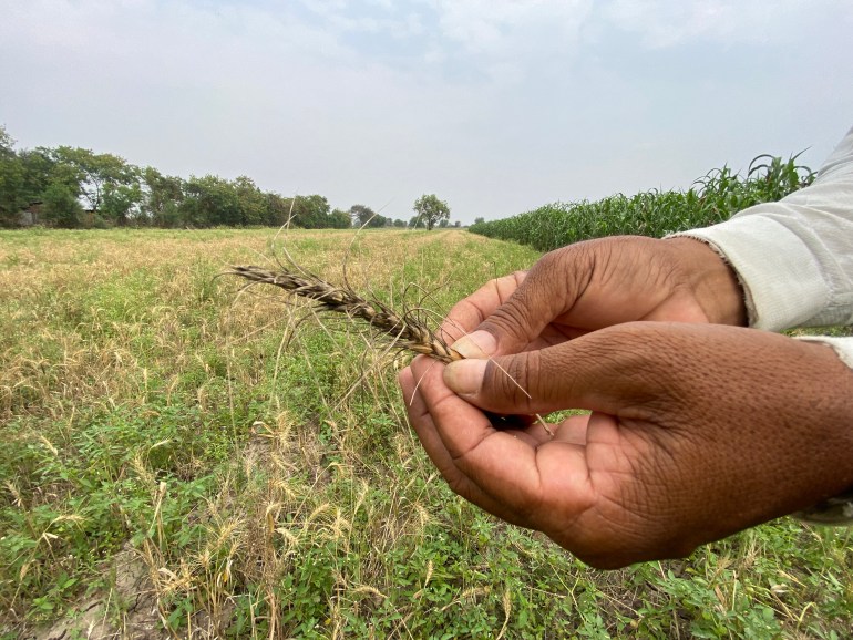 پریثویراج پاور از محصول گندمی که در ماه مارس آسیب دیده بود و هنوز غرامتی دریافت نکرده است خودداری می کند - 1714101930