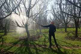 A farmer sprays pesticides on trees in an apple orchard, which is to be taken for the proposed railway line in Reshipora, Shopian, Indian-administered Kashmir [Faisal Bashir/Al Jazeera]