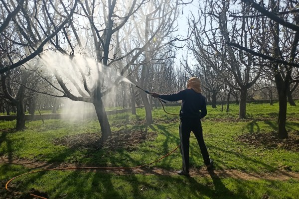 Известните ябълкови градини в Кашмир са атакувани – от железопътна линия