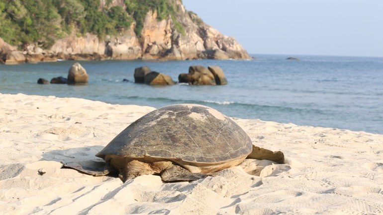 A turtle crawling back to the sea after laying her eggs on the beach. The sea is in front of the turtle. There are some rocks in the water, and a tree-covered cliff in the background