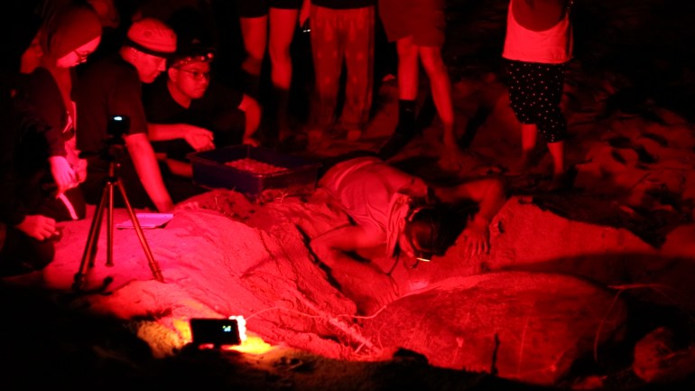 A group of people gathered around a nesting turtle. Ome is on their knees next to the reptile. The others are squatting and standing behind. The scene is taking place at night.