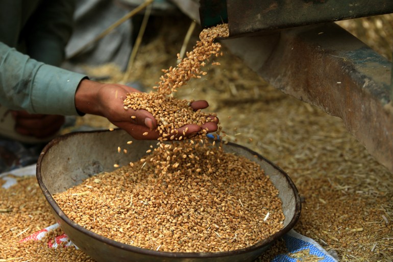 The farmers are accusing the recent wheat import policy as the reasons behind their financial woes. [Bilawal Arbab/EPA]