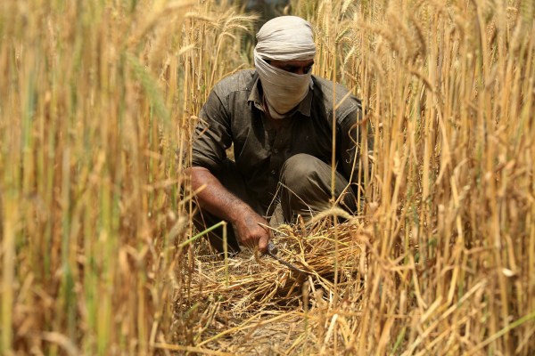 Защо производителите на пшеница в Пакистан протестират срещу правителството?