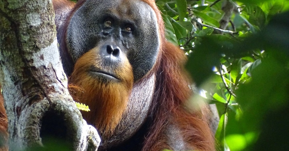 Orangutan seen treating wound with medicinal plant in world first | Wildlife News