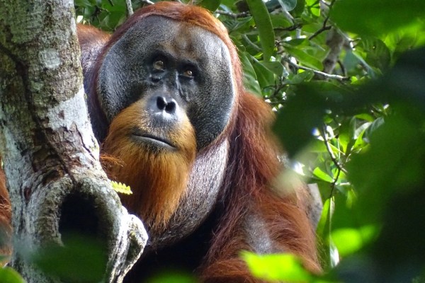 Орангутан в Индонезия е наблюдаван да лекува рана с лечебно
